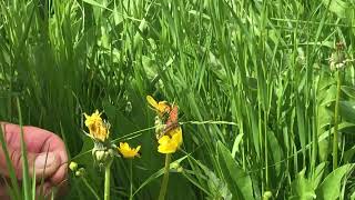 ウァリアコヒョウモンモドキMelitaea varia (Grison's Fritillary) 2024/06/28 Chez Mem's France