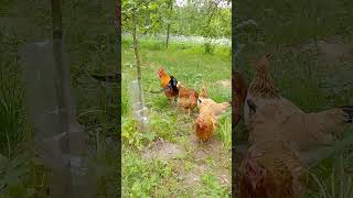 петух 🐓