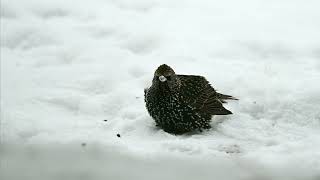 Common starlings - real struggle in cold winter