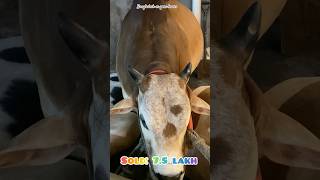 Sold Miniature Bull From Sadeeq agro 2024 | Price 7.5 Lakh | #shorts #trending #subscribe #video