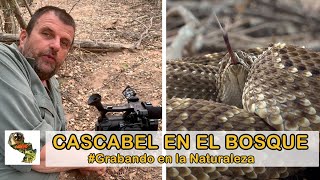 Grabando en la Naturaleza! Cascabel en el Bosque