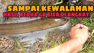 Edyan! TARIKANNYA BIKIN KEWALAHAN || NGUREK BELUT SUMATRA