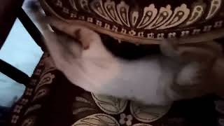 Fighting cat video, cat video , cat, cheerful cat , amazing cat video, Arabian Mau, lovely cat