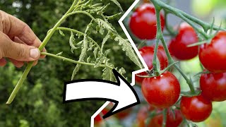 La sfemminellatura del pomodoro. Da femminella a nuova pianta