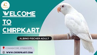 Albino Fischer Adult ll African Love Birds ll Love birds || Chirpkart ll Coimbatore