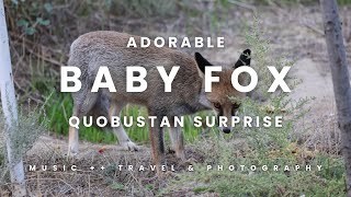 Adorable Baby Fox Sighting: Quobustan Surprise | TNT-024 |