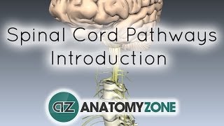 Spinal Pathways/Tracts - Part 1 - Introduction - Anatomy Tutorial