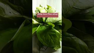 Melinjo leaves/Daun Sabong Gravy Recipe #shorts#youtubeshortsvideo#youtuberpemula