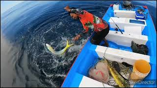 infestado de dorados. Mazatlán sinaloa