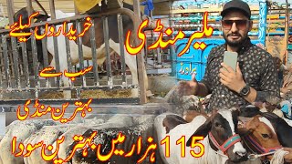 Malir Mandi Karachi Cattle Rates Update | 23 May 2023 | Cow Mandi 2023 | Bakra Eid Season 2023