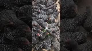 Es calcio natural el germinado 🌱 para las gallinas #gallinablanca #chicken #granja #animal #youtube