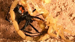 Black Widow Captures Scorpion and Babies for Prey (may be disturbing to some viewers)