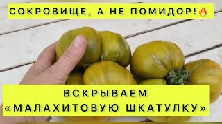 Томат «Малахитовая шкатулка» САЛАТНЫЙ! Продолжаем ОБЗОР!💚🍅