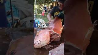 Slabbing of some red Emperor #fishing #fish #seafood #coraltrout #redemperor #pilbara