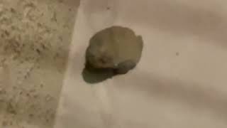 I found a huge toad this is kid friendly I just had to put not ￼ not kid friendly for comments