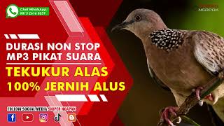 PIKAT SUARA TEKUKUR HITUNGAN DETIK LANGSUNG MENDEKAT