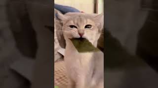 ❤️🐈 Funny cats ❤️🐈 , ❤️Cute cats #CatHouse  episode 867