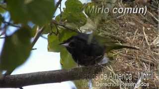 Turdus merula