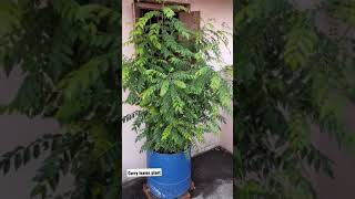 curry leaves plant | meetha neem | #shorts