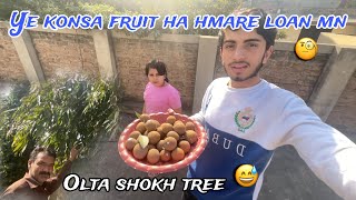 Ye konsa fruit ha hmare loan mn 🧐 | Olta Shokh Tree 😅