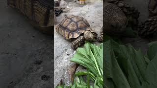 Kura kura sulcata part 53 #shorts #animals