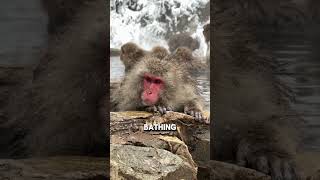 This Snow Monkey Behavior Will Surprise You! 😲❄️  #wildlife #uniquecreatures  #dogbreed