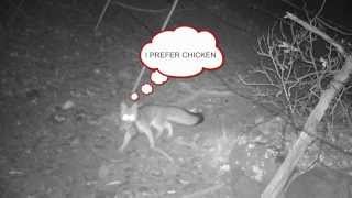 Fox caught on trail cam with rat in mouth