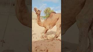 camel feel crazy😱الجمل يشعر بالجنون#viral #crazy #shorts #wildlife #villagelife #animals #camellife