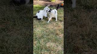 Sister Cats, Kara & Naiomi (Nai Nai) Play!  #sistercatstv #sistercats #cats #play #kitten #cat #tv