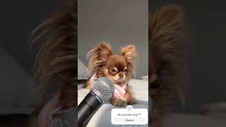 #dog #chihuahua #pomeranian #puppy #pets #dance #humor #funny #comedy #comedia