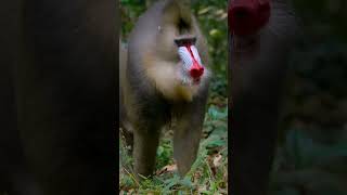 Interesting Facts About The Amazing Mandrill