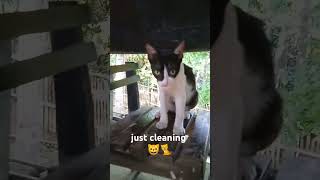 #ckeaning #catlover #kucing #cat #pusa #shortsvideo #cutecat #shortsviral #shorts