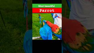 most beautiful parrot #parrot #amazingfacts #birds #animals #trending #viral #shorts #facts