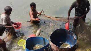 Pond cultured Tilapia fish।। fishing boats।। village fishing।। rsl fish cutting