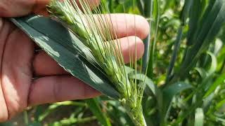 life cycle of wheat plant | wheat growth stage based | wheat crop cycle 2020 | Pakistan