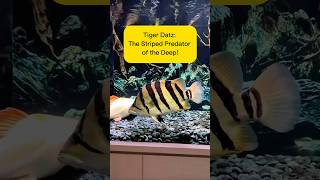 Tiger Datz: The Striped Predator of the Deep! AquaVerse #tigerdatz #datz #shorts