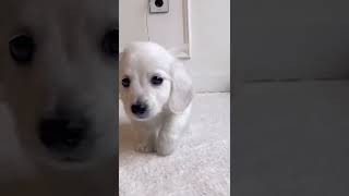 dog #dog #dogs #dogreels #doglovers #dogsofinsta #trending #short #shorts #viral #ytshort