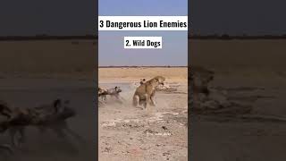 3 Dangerous Lion Enemies @planet2animals #lion #lions #dangerous