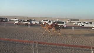 دخول جماعي... المجرم /غريب مسلم حمد الجنيبي الواعي/راكان سالم سعيد الجحافي 2:08