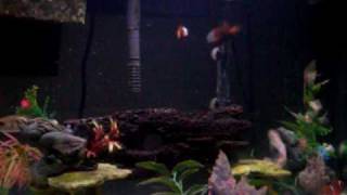 new fish in the Q tanks Vid 3