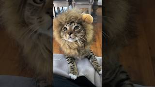 I bought my cat a lion mane #reels #funny #animals #shorts