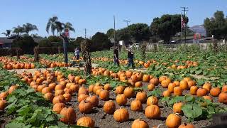 Lane Farms Pumpkin Patch Hay Ride On Board 10/8/24 20241008 108