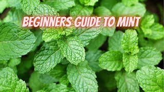 How to Grow Mint, Important Facts to Know PRIOR to Planting || DHBG