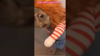 Aww cute funny chucky dog #funny #shorts #youtubeshorts #pet #trending #compilation #tiktok #status