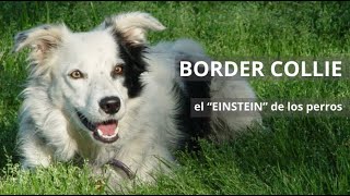 🐾 El BORDER COLLIE:  el EINSTEIN de los perros |Quieroamiperro ❤️