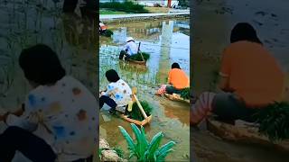 Teknik teknik menanam padi tradisional, yang terakhir paling cepat selesai