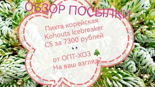 Пихта корейская Kohouts Icebreaker, горшок С5 за 7300 рублей👀 от ОПТ-ХОЗ 🌲ОБЗОР ПОСЫЛКИ...