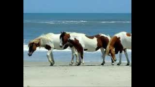 Chincoteague