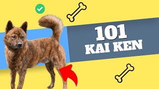 Unbelievable Facts About the Rare Kai Ken Dog Breed!