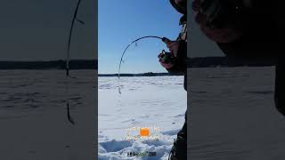 #shortsvideo #fishing #icefishing